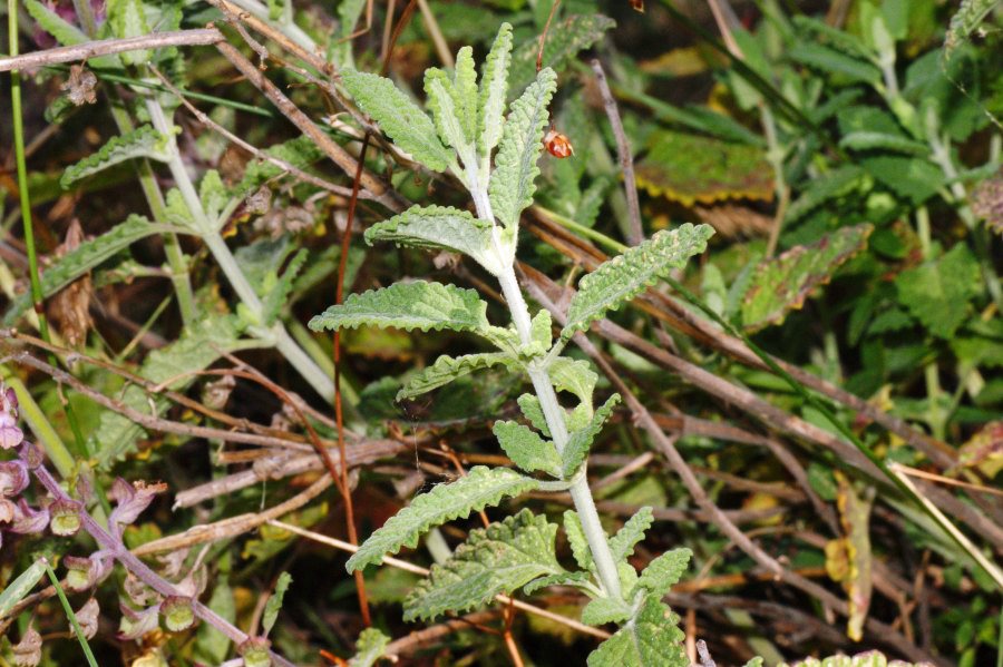 Teucrium scorodonia